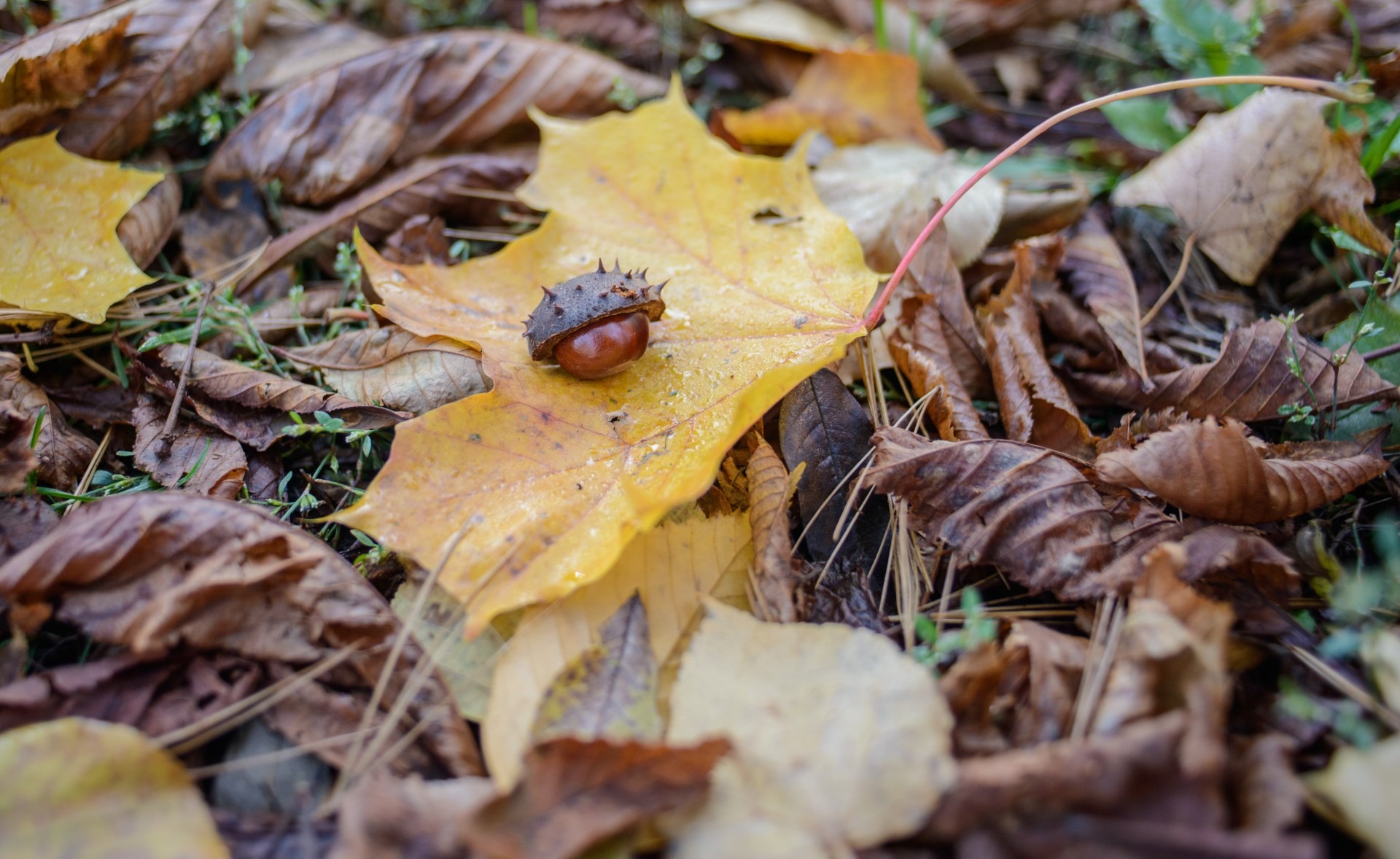 Чем подкормить каштан. Клен autumn Radiance.