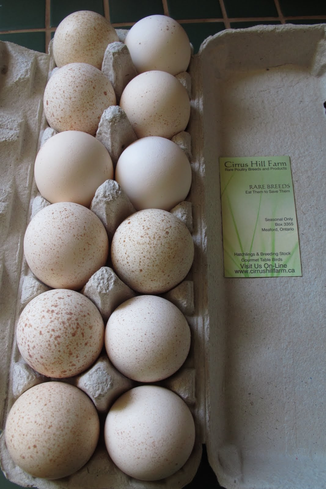 Условия инкубации утиных яиц. Инкубация гусиных яиц. Инкубаторий Утиные яйца. Яйцо утиное инкубационное. Утиные яйца в инкубаторе.