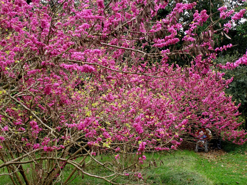 Розовое дерево в сочи. Церцис Сочи. Сакура Адлер в парке Южные культуры. Сакура Адлер Дендрарий.