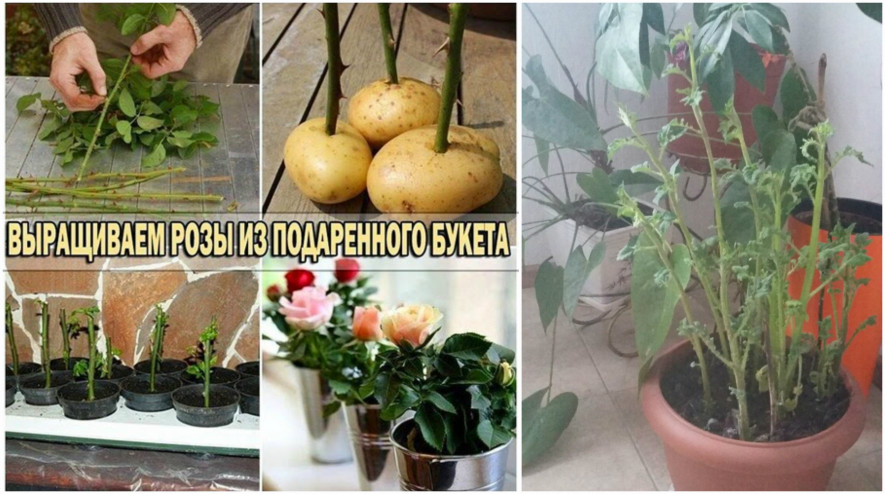 Размножить розу из букета в домашних условиях фото пошагово