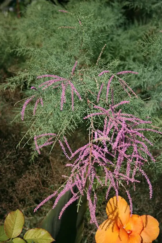 Цветы тамарикс посадка и уход фото
