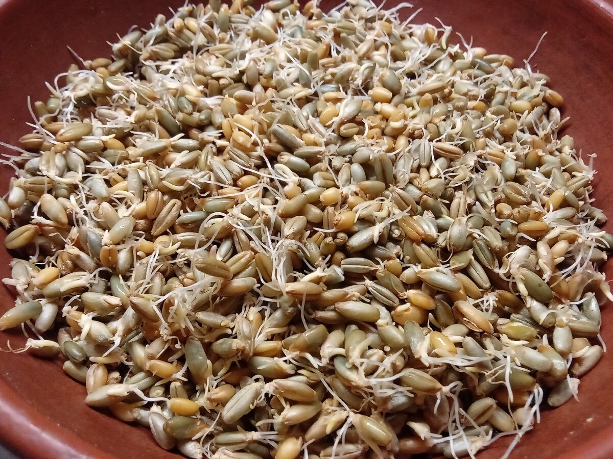 Живая каша пшеница пророщенное зерно
