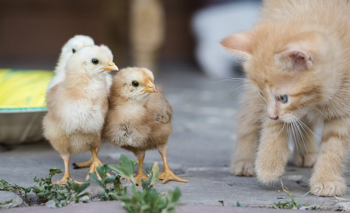 На цыплят быть похожими. Цыпленок. Котенок и цыпленок. Милые цыплята и котята. Милые утята.