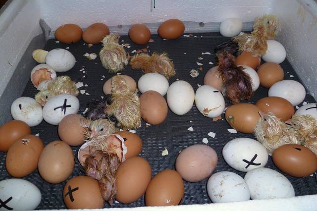 Откладывают большое количество яиц. Курица откладывает яйеыы. Яйца кур несушек. Куриные яйца в гнезде.