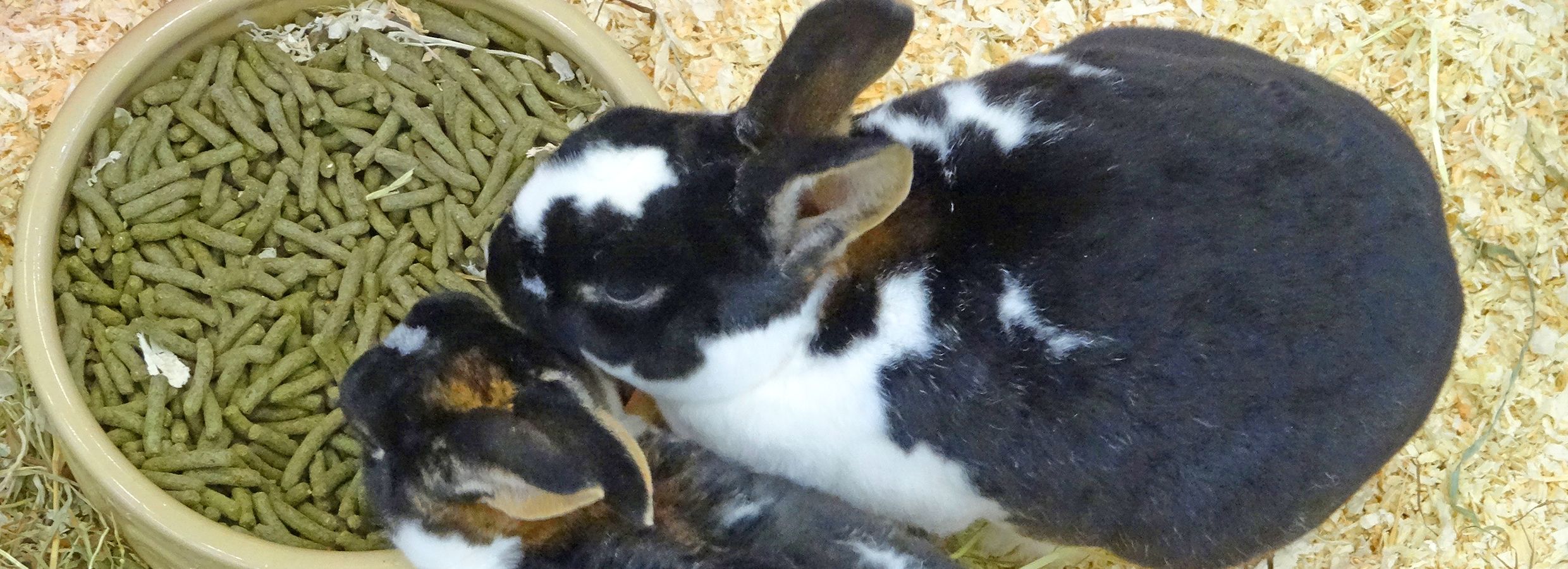 Можно давать кроликам картошку. Корм для кроликов. Кормовой кролик. Кормление кроликов. Сочные корма для кроликов.