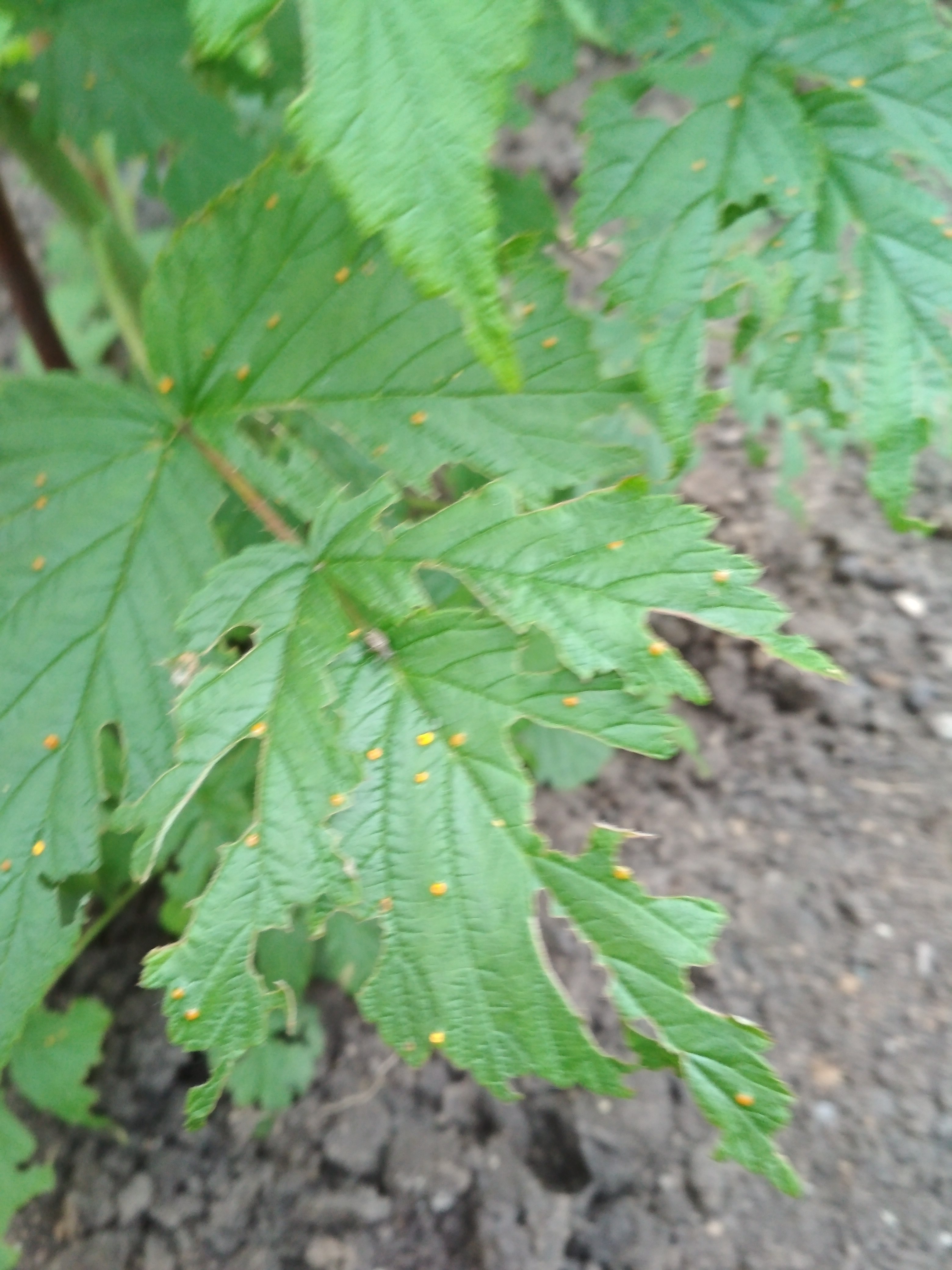 Болезни листьев малины описание с фотографиями