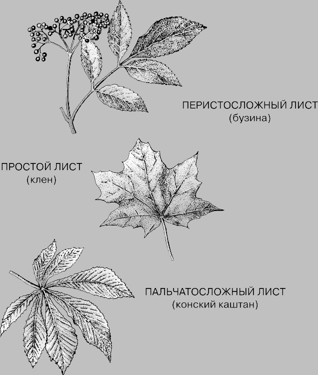 Рассмотрите изображение листа шиповника и выполните задание чем сложный лист отличается от простого