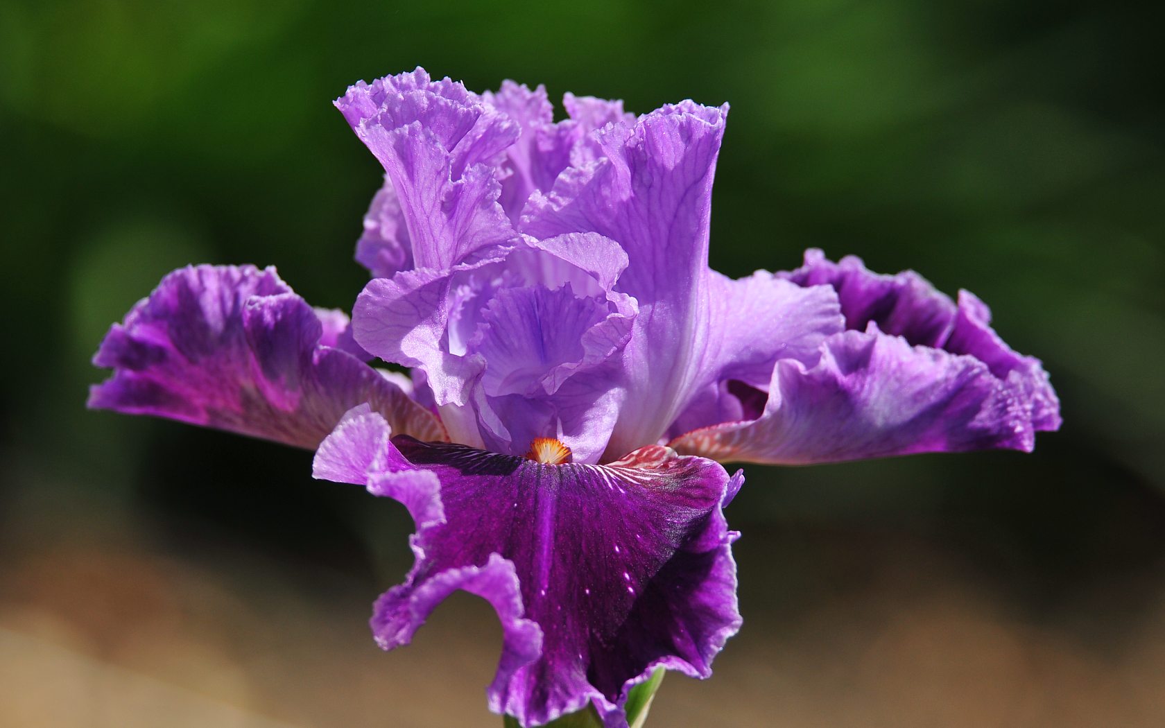 Какого цвета ирис цветок. Ирис фиолетовый обыкновенный. Ирис Alcazar. Цветок Ирис Касатик. Ирис Джон Валдез.