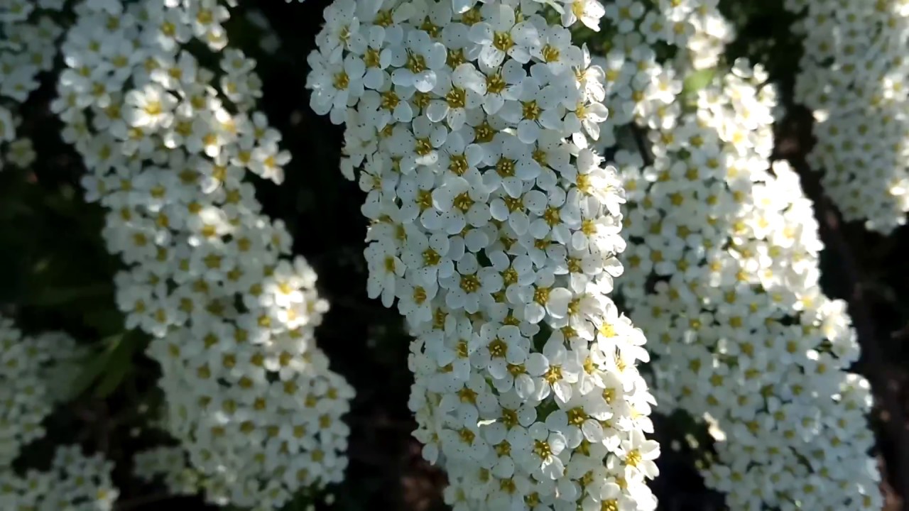 Спирея белая фото