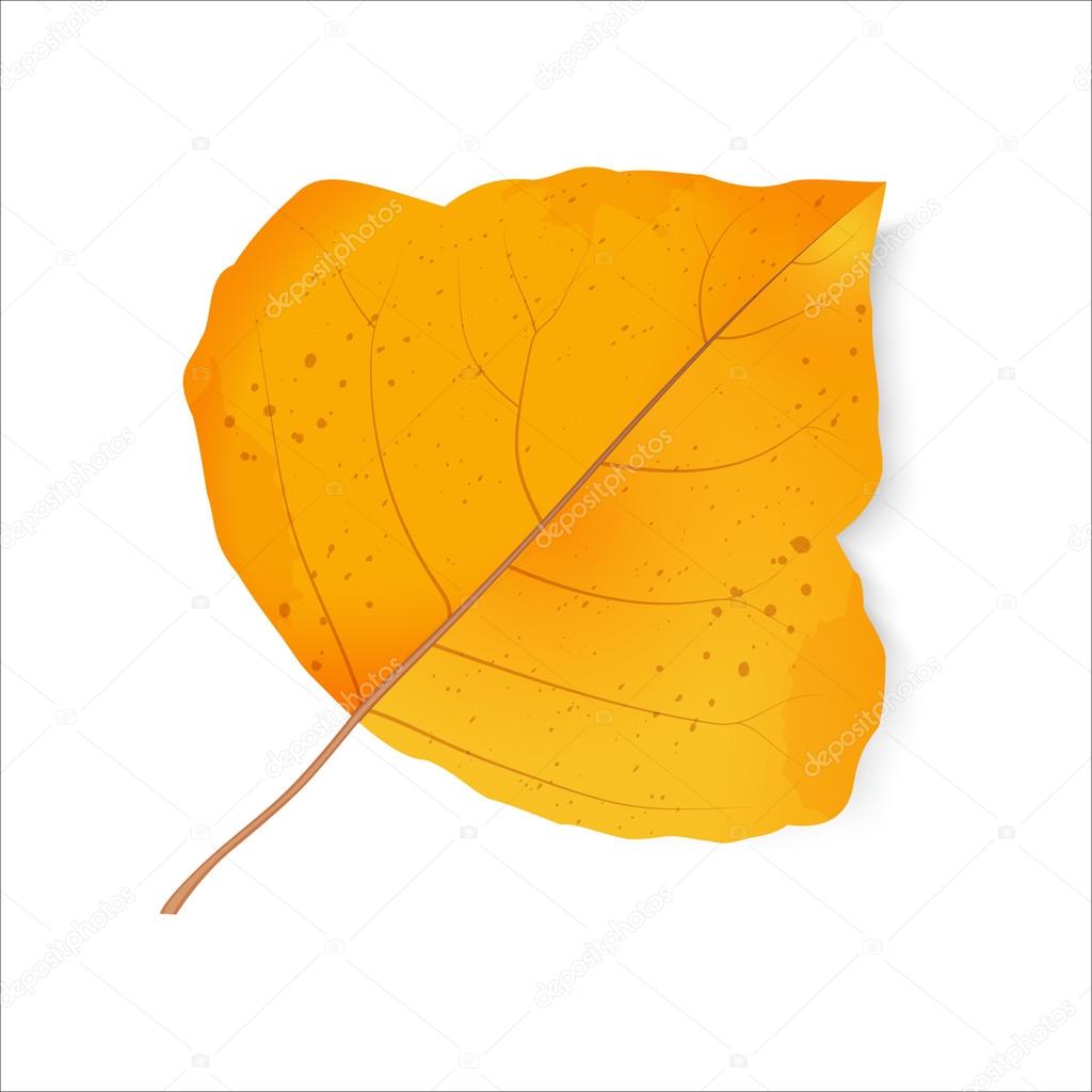 Лист тополя желтый