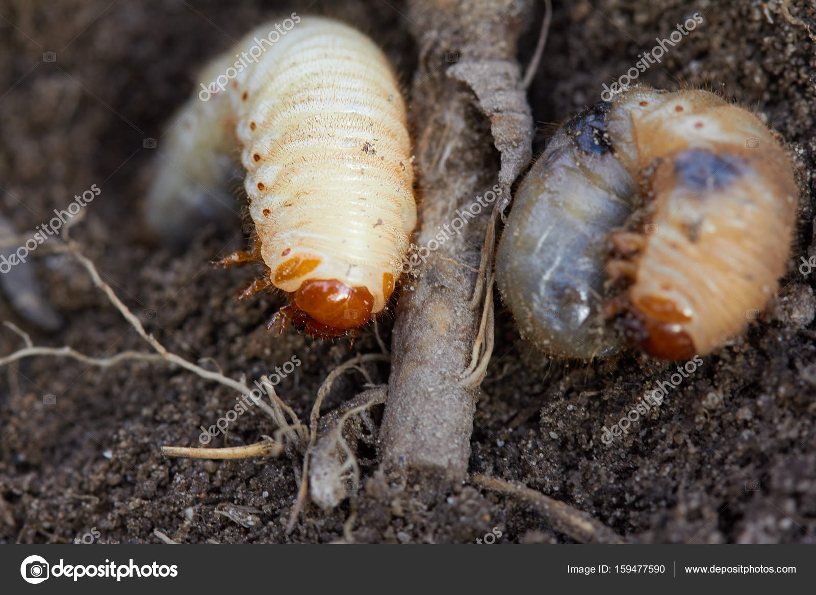 Личинки майского жука едят корни