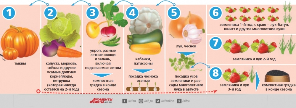 Клубника в овощных севооборотах