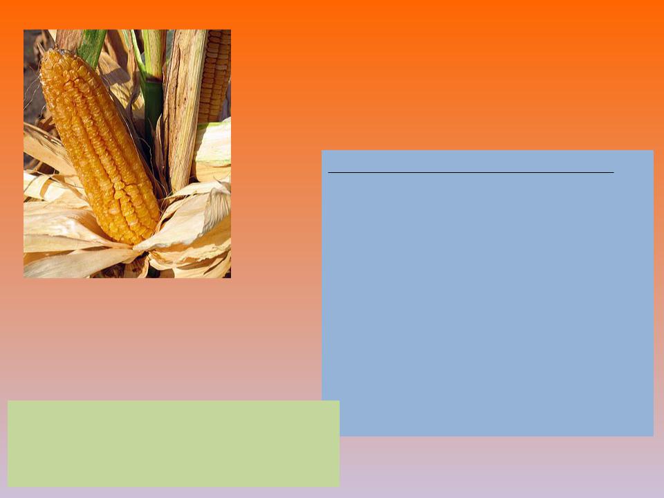 Кукуруза доклад 3 класс. Кукуруза презентация. Силос кукурузный презентация. Ljrkfl j rerehepr. Урожайность семян кукурузы.
