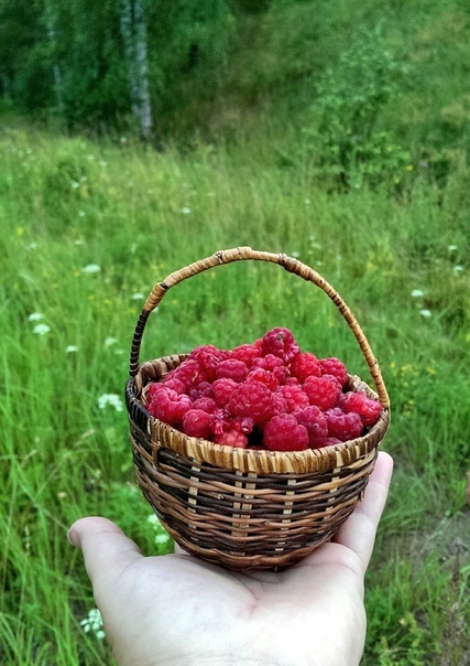 Бабушка с малиной картинки