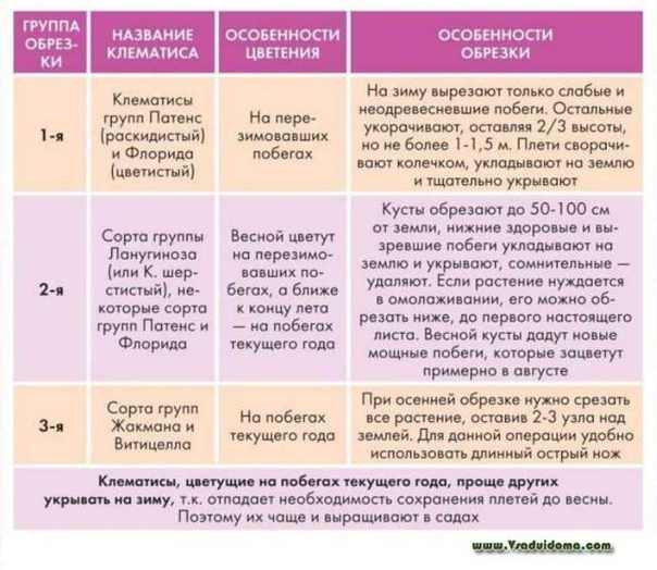 Клематис группа обрезки 3 это: лучшие сорта клематисов третьей группы .