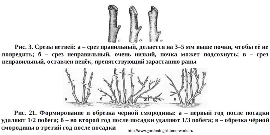 Как обрезать лайф фото