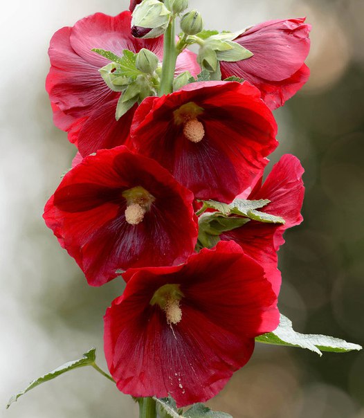 Шток роза Hollyhock