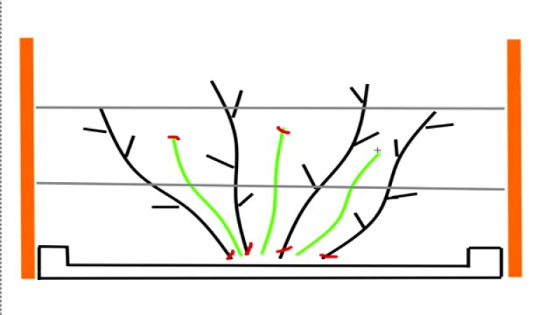 Обрезка ежевики весной для начинающих в картинках пошагово со схемой
