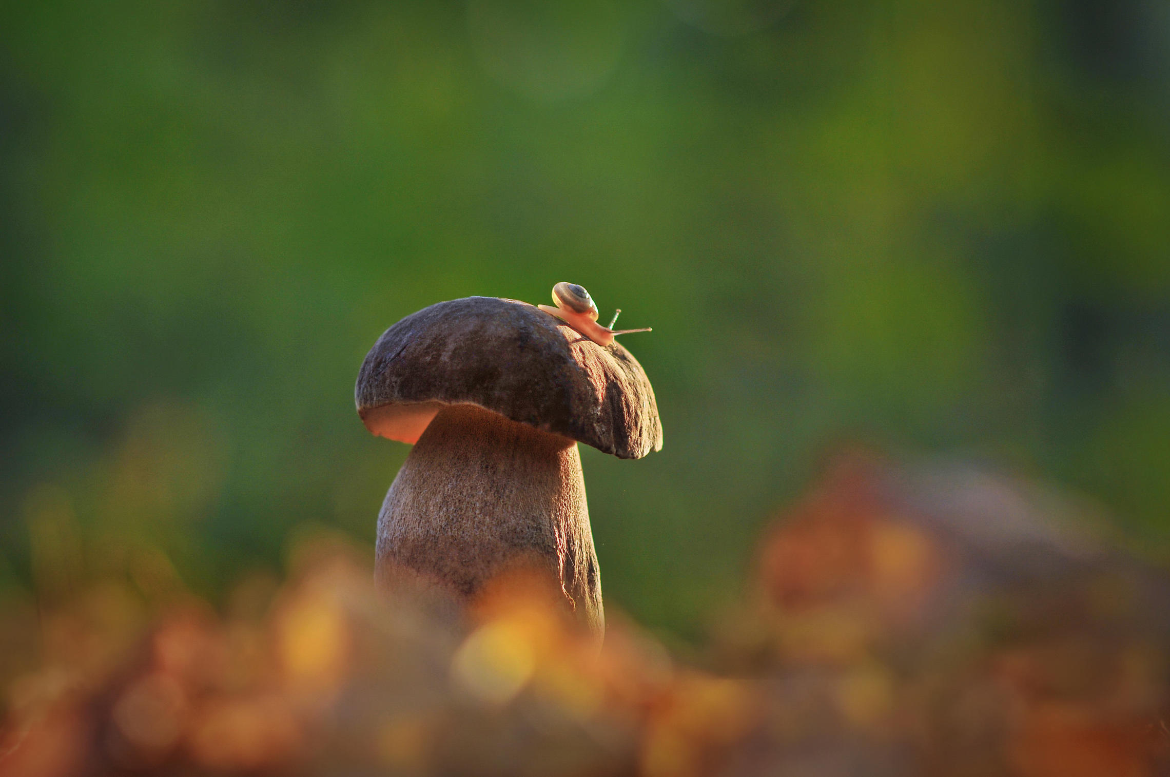 Мурманск осень грибы