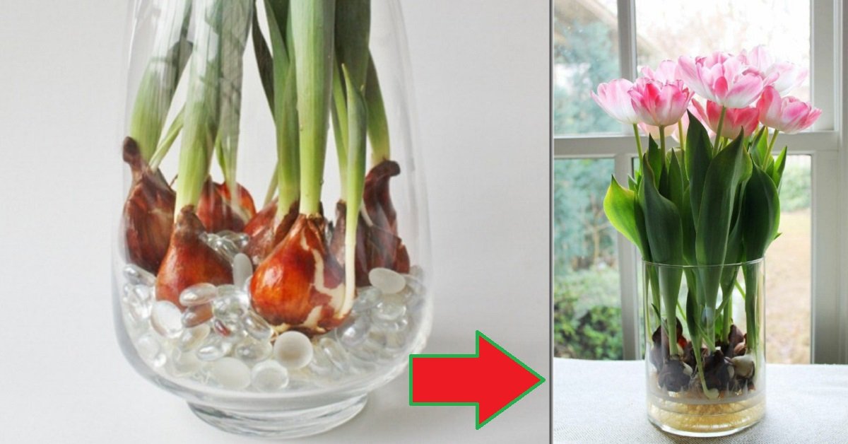Цветы тюльпанов с луковицами что делать. Тюльпаны в вазе с луковицей. N.kmgfy c kerjdbwt d DFPT. Тюльпаны в гидрогеле. Луковицы тюльпанов в стеклянной вазе.