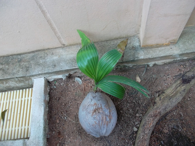 Прорастить кокос. Кокос размножение. Росток кокосовой пальмы. Каковая Пальма размножение.