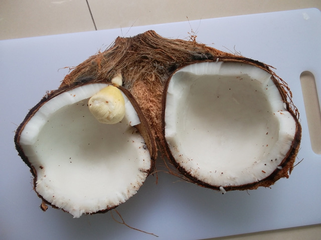 Прорастить кокос. Пророщенный Кокос. Семена кокоса. Зародыш кокоса. Проросший Кокос.