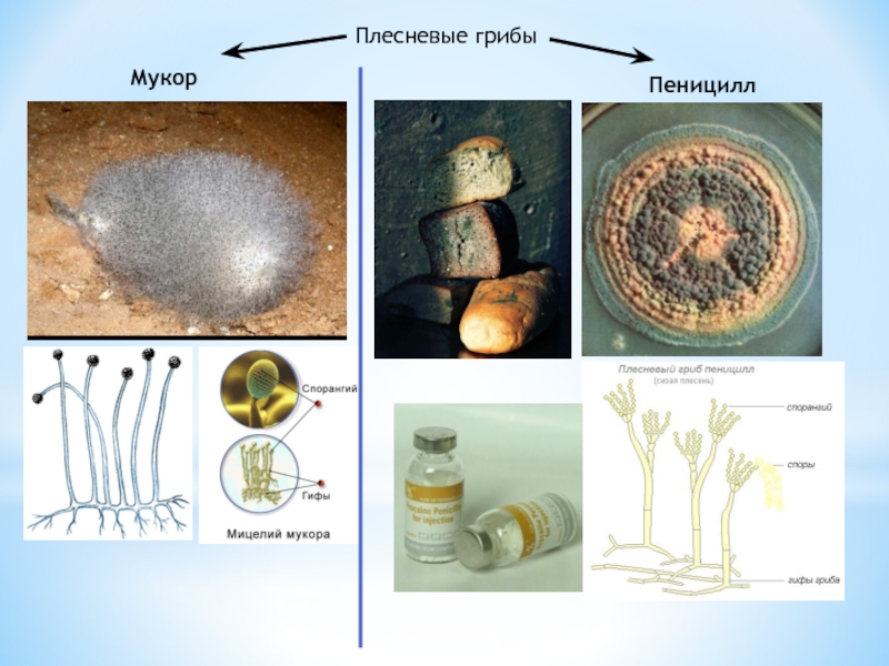Плесневые грибы представители. Плесневые грибы Mucor. Мицелий пеницилла. Гриб мукор (Mucor). Плесневелый гриб мукор.