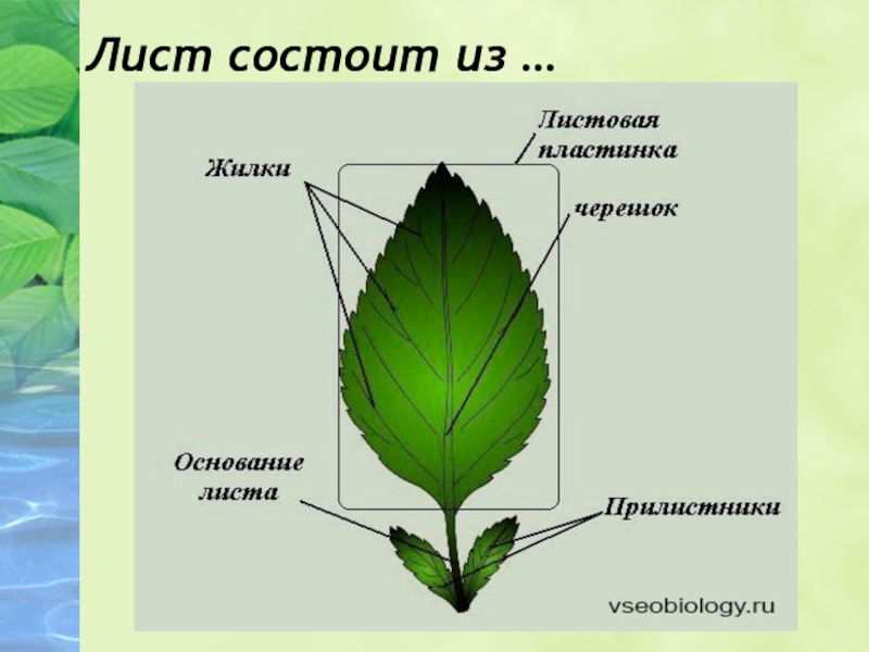 Каково внешнее строение листа. Из чего состоит листок дерева. Листовая пластинка 2 – черешок 3 – жилка. Из чего состоит жилка листа. Основание черешок листовая пластинка листа.