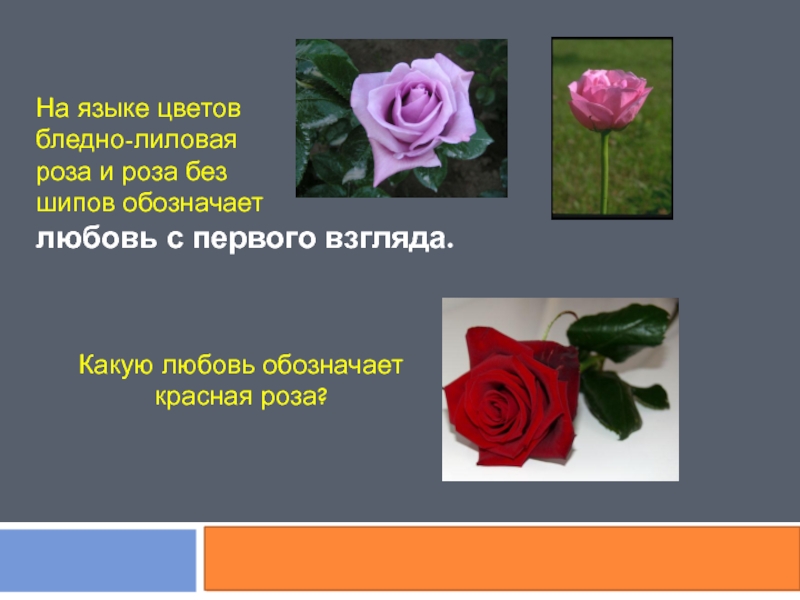 Какие есть розы по цвету. Красные розы на языке цветов. Обозначение цвета роз. Язык цветов розы.