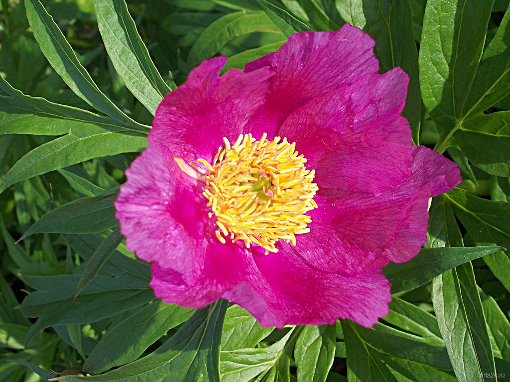 Пион уклоняющийся. Марья коревна Марьин корень. Пион уклоняющийся (Paeonia anomala l. ).. Дикий пион Марьин корень. Пион видовой Марьин корень.