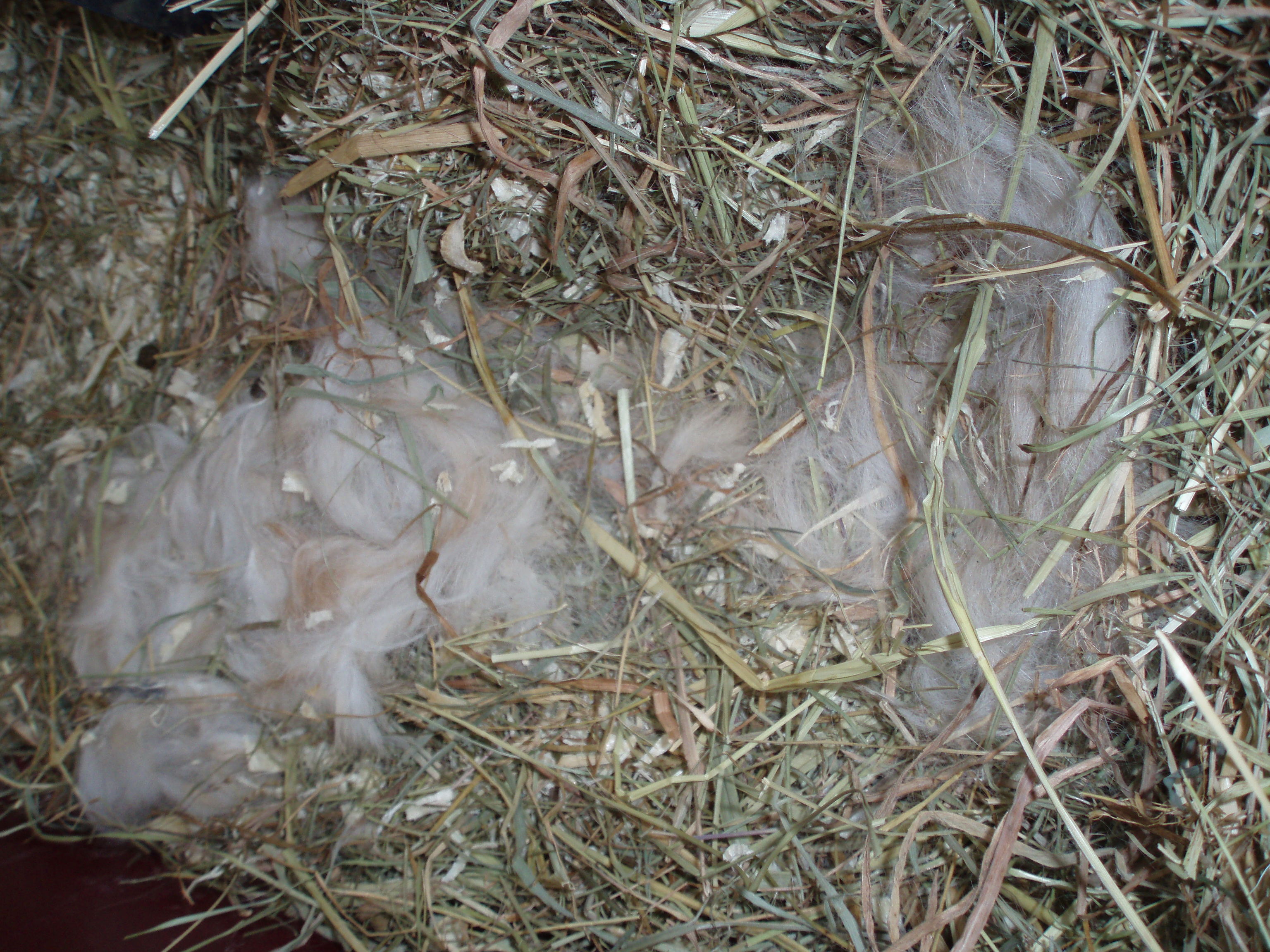 Гнездо крольчихи