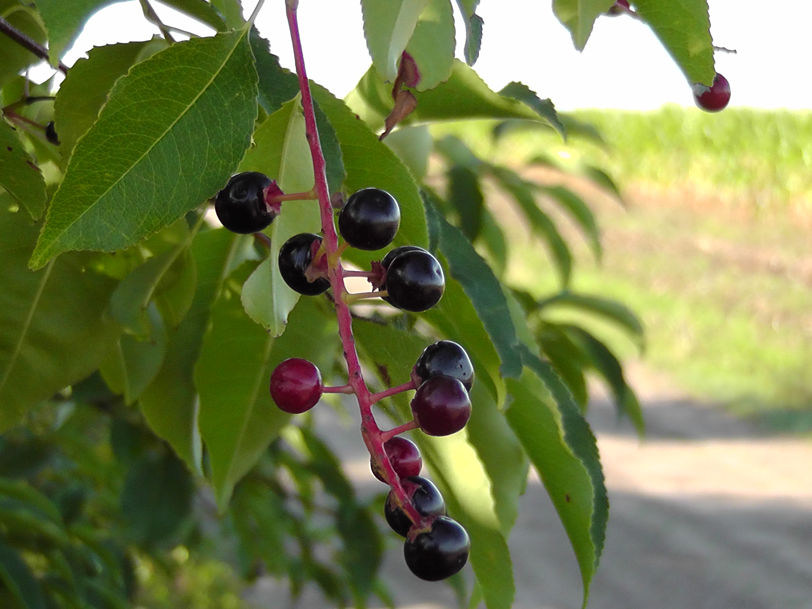 Черемуха обыкновенная Prunus Padus `Purple Queen`