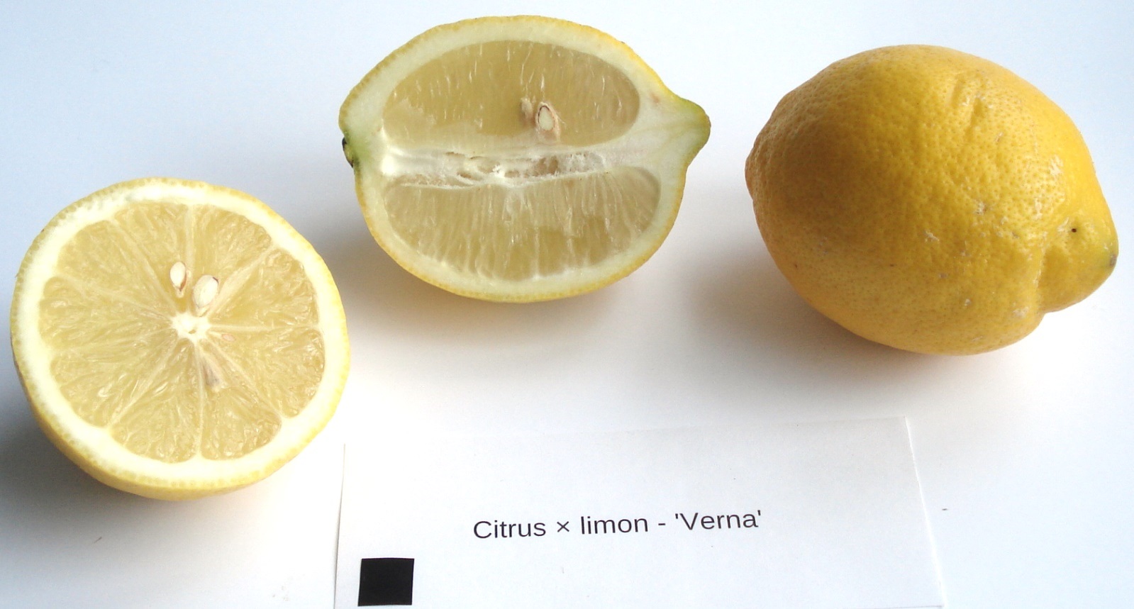 Citrus Lemon Verna