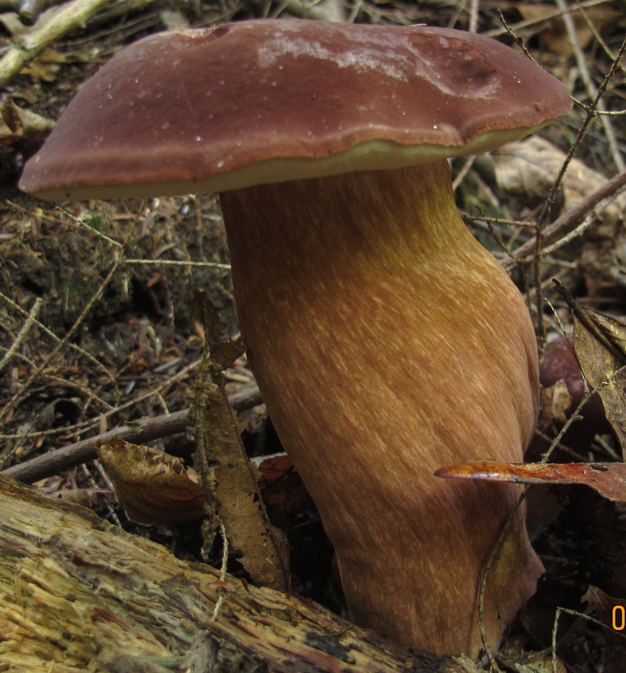 Горчак гриб и желчный гриб