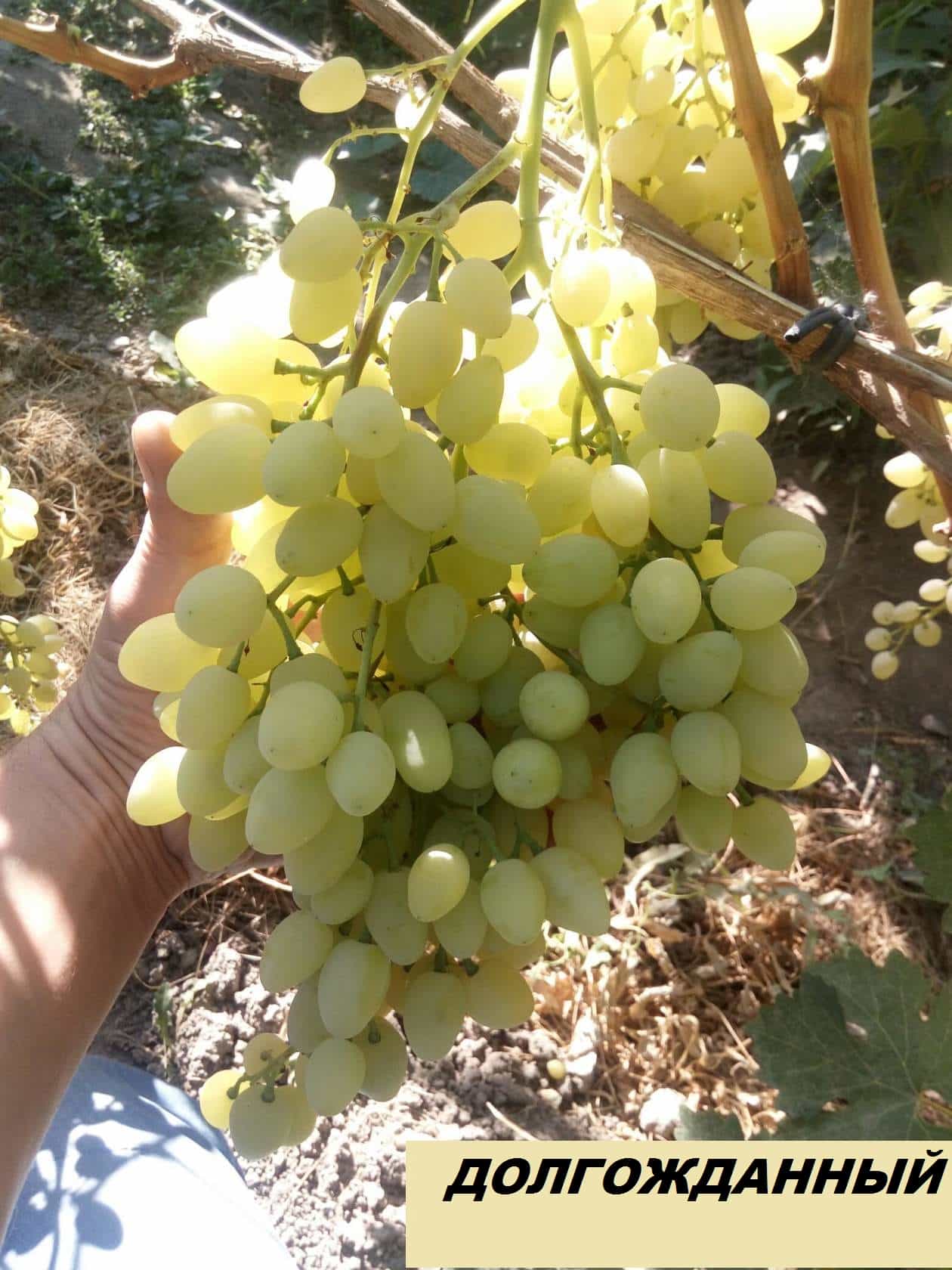 Виноград кишмиш долгожданный описание