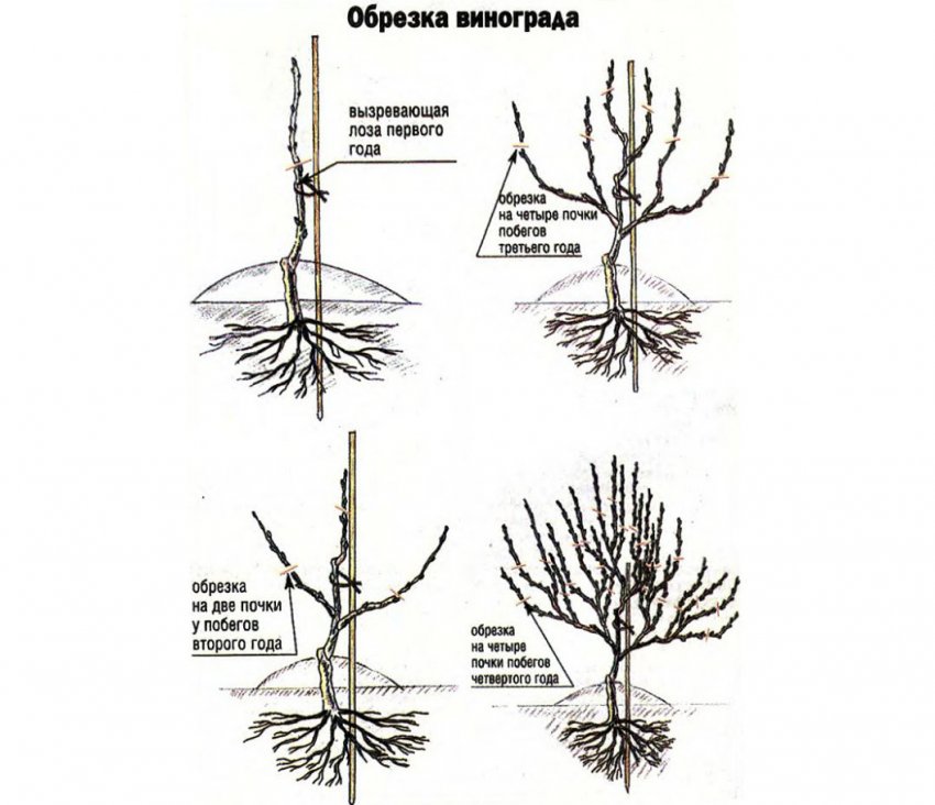 Виноград сколько оставлять лоз. Обрезка побегов винограда. Обрезка лозы винограда. Схема обрезки винограда весной. Обрезка саженца винограда.