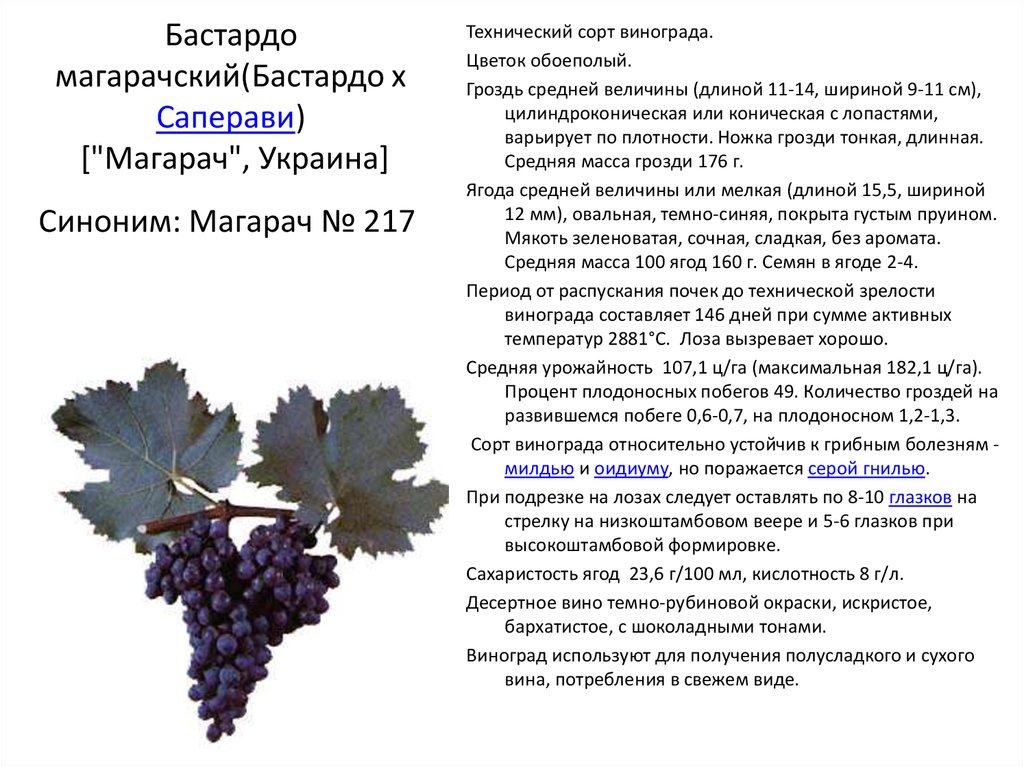 Сорте в определенном. Бастардо сорт винограда. Виноград Саперави стадии созревания. Бастардо Магарача виноград. Бастардо Магарачский сорт винограда.