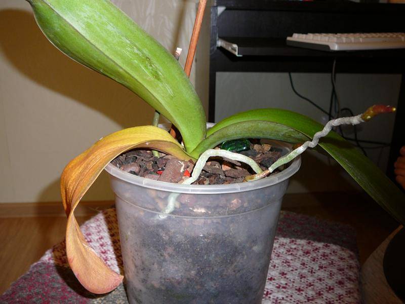 Начала цвести орхидея. Орхидея выпускает новый лист. Растущий лист у орхидеи. Орхидея растит новый лист. Не распустившаяся Орхидея.