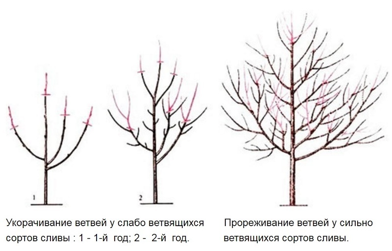 Обрезка яблони осенью для начинающих в картинках