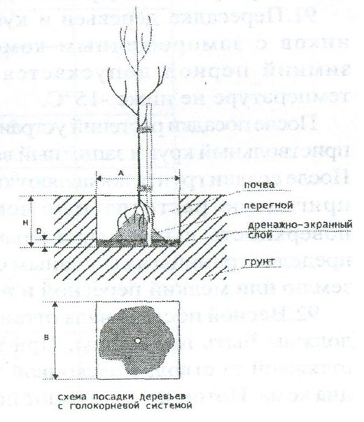 Как посадить яблоню весной саженцами пошагово. Корневая система тополя пирамидального. Схема посадки деревьев с открытой корневой системой. Посадка деревьев с закрытой корневой системой. Технология посадки саженцев деревьев с оголенной системой.