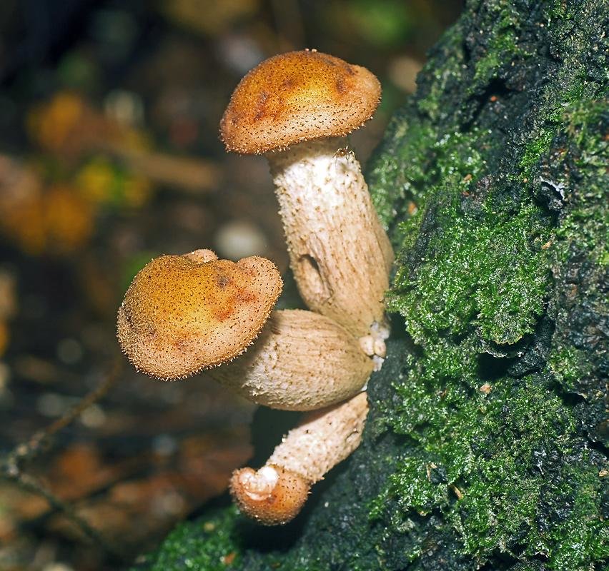 Опенок осенний. Опёнок осенний. Опёнок осенний (Armillaria mellea). Опенок осенний (Armillaria mellea; Armillaria Borealis. Опята грибы.