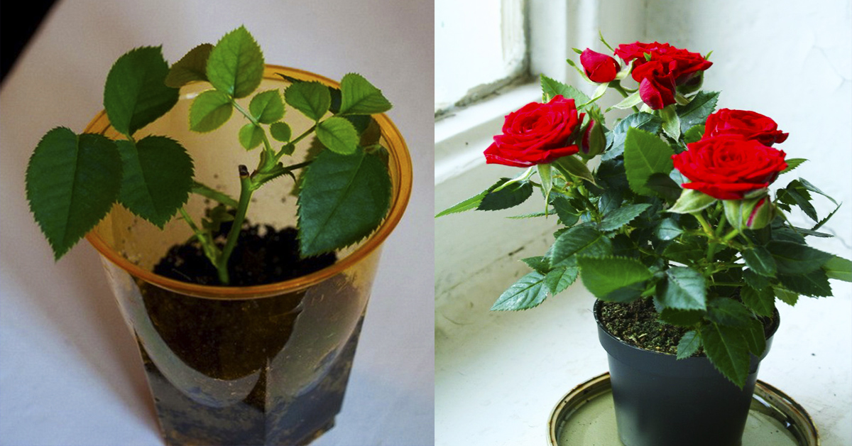 Как вырастить срезанную розу в домашних условиях. Домашние розы. Стебель домашней розы.