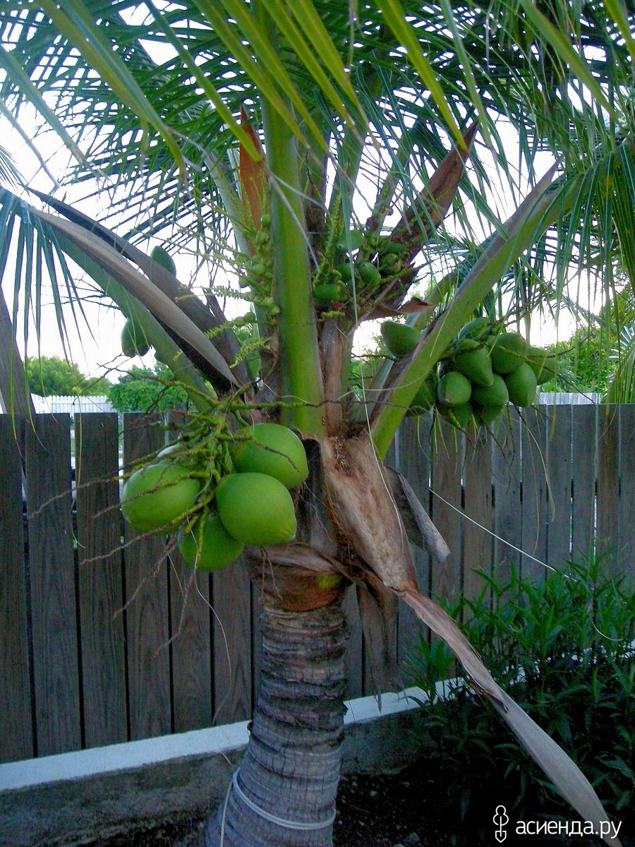 Прорастить кокос. Кокос нуцифера. Батум. Кокосовые пальмы. Пальма кокосовая домашняя. Кокосы на Пальме.