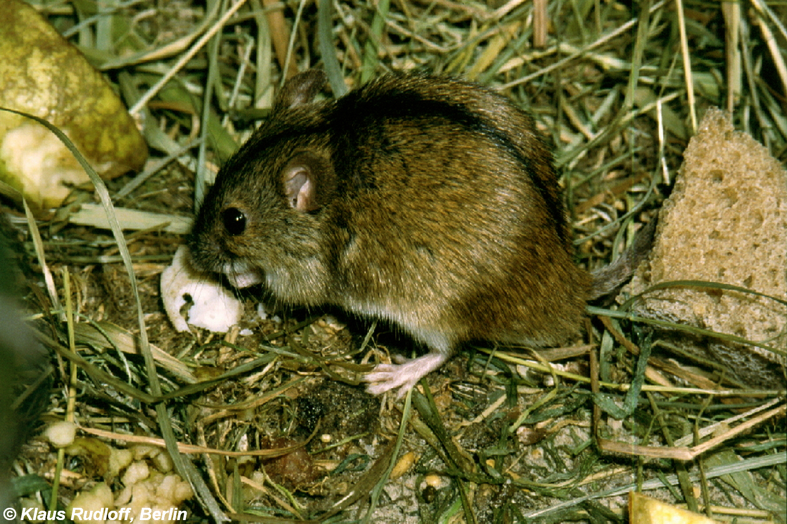 Виды мышей в россии фото и названия