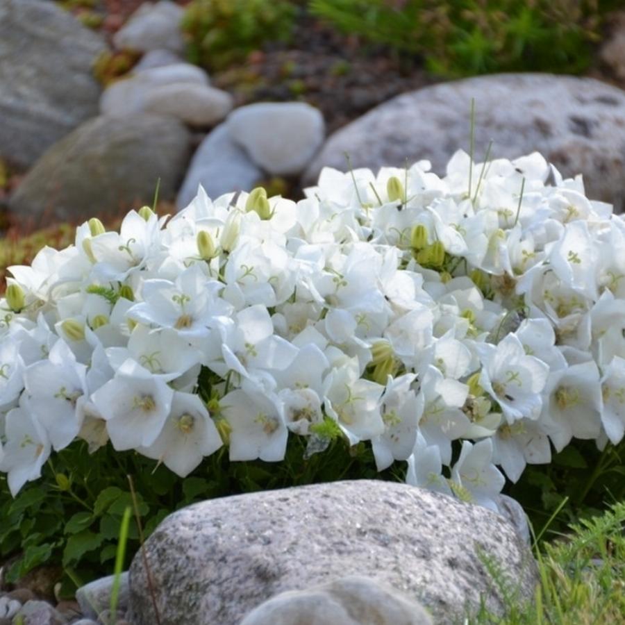 Многолетние белые цветы фото
