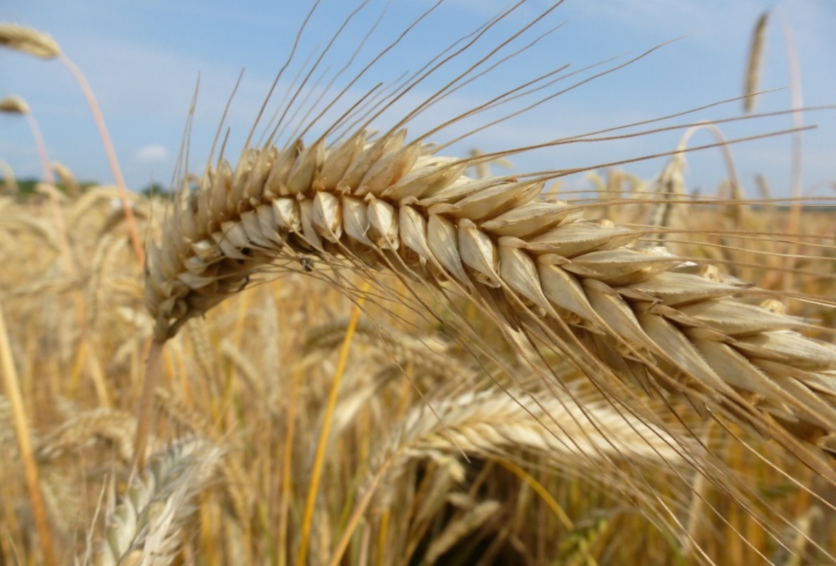 Про жито. Рожь посевная. Озимая рожь. Зерновые культуры. Колосья пшеницы.
