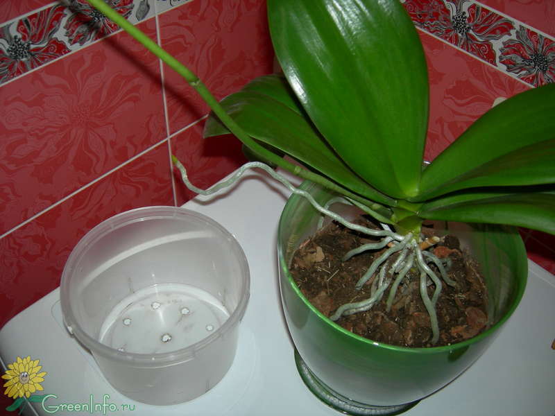 Как пересадить орхидею в новый горшок. Правильный горшок для орхидеи фаленопсис. Горшок для детки орхидеи. Орхидея горшок для пересадки. Фаленопсис горшок для пересадки.