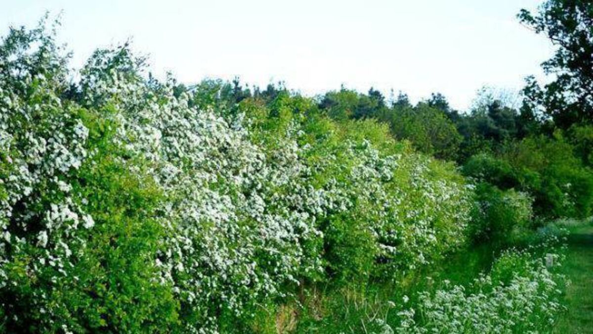 Какие кустарники растут в московской области названия и фото