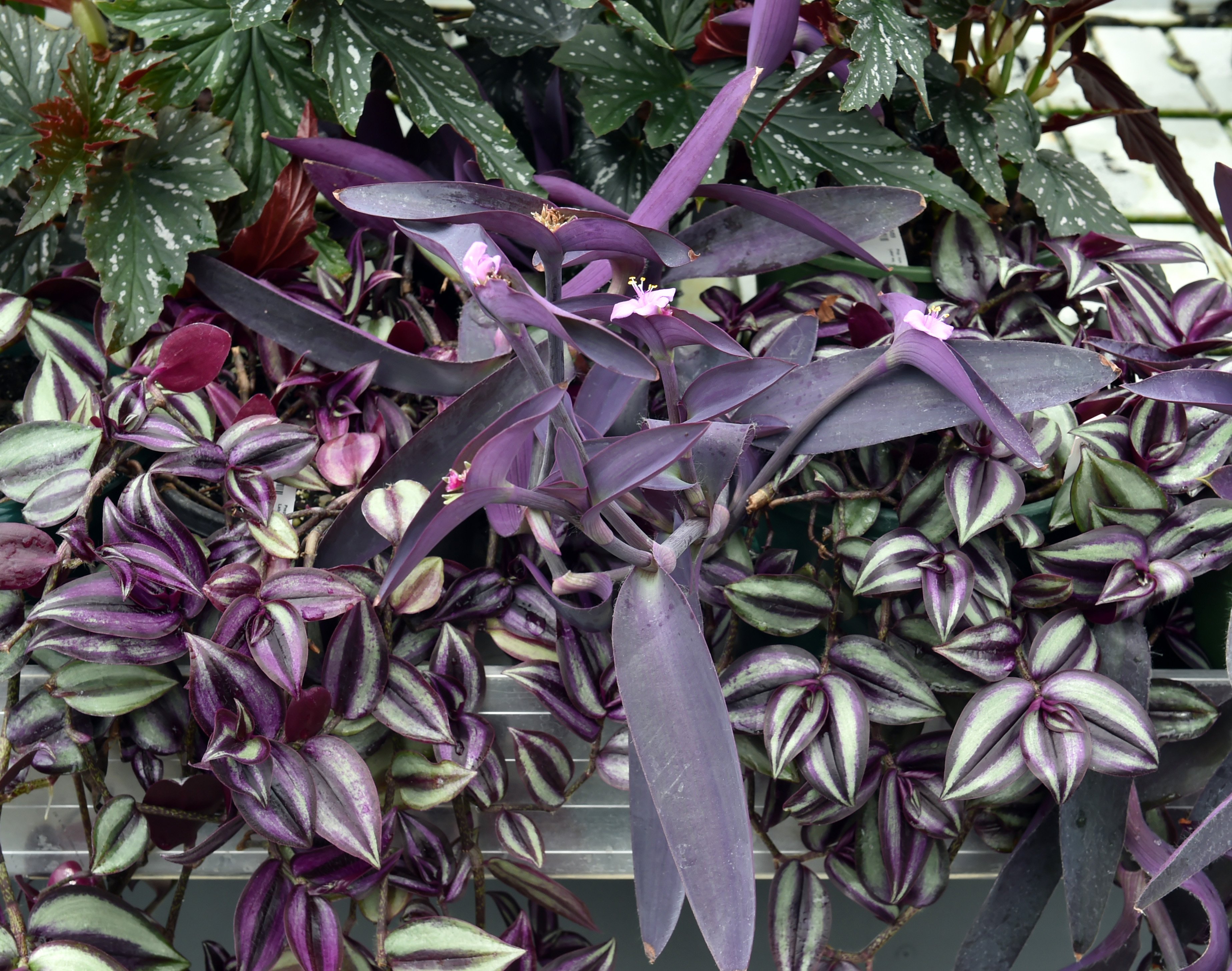 цветок с зелено фиолетовыми листьями название фото