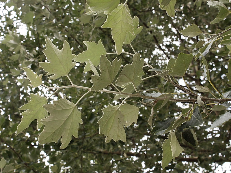 Каким живым организмам можно отнести тополь серебристый. Тополь Populus Alba. Populus Alba листья. Populus Alba Тополь белый листья.